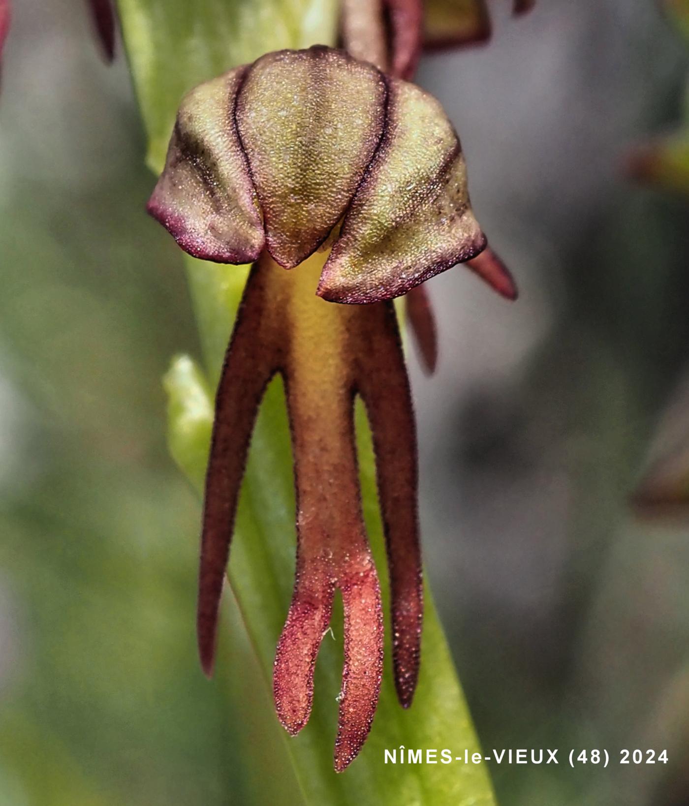 Orchid, Man flower